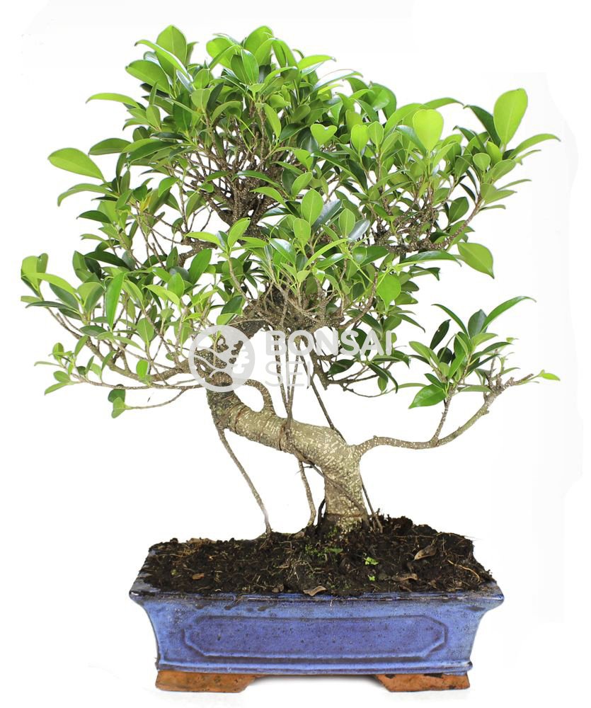 Bonsai - Ficus, 16 Años (Bonsai Sei - Ficus Retusa)