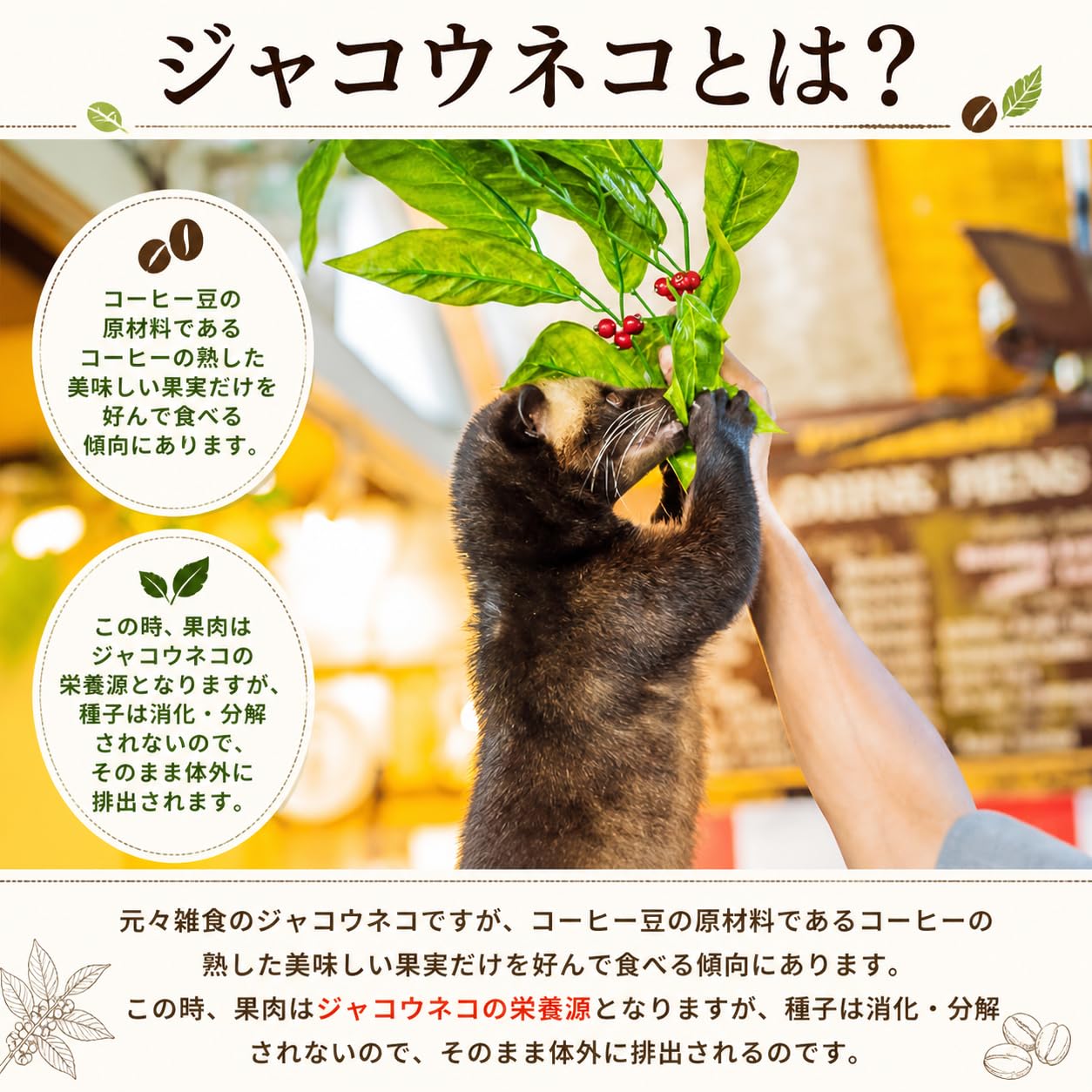 Amazon.co.jp: イタチコーヒー 13g×3パック Weasel Coffee HuongMai