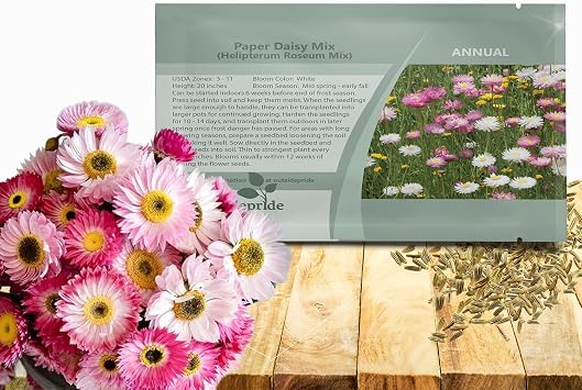 Outsidepride Paper Daisy Mix Helipterum Seeds - 1000 Pcs. Annual Low Maintenance & Pollinator-Friendly, Flower Seeds for Planting Vibrant Blooms for Gardens, Borders & Cut Flowers