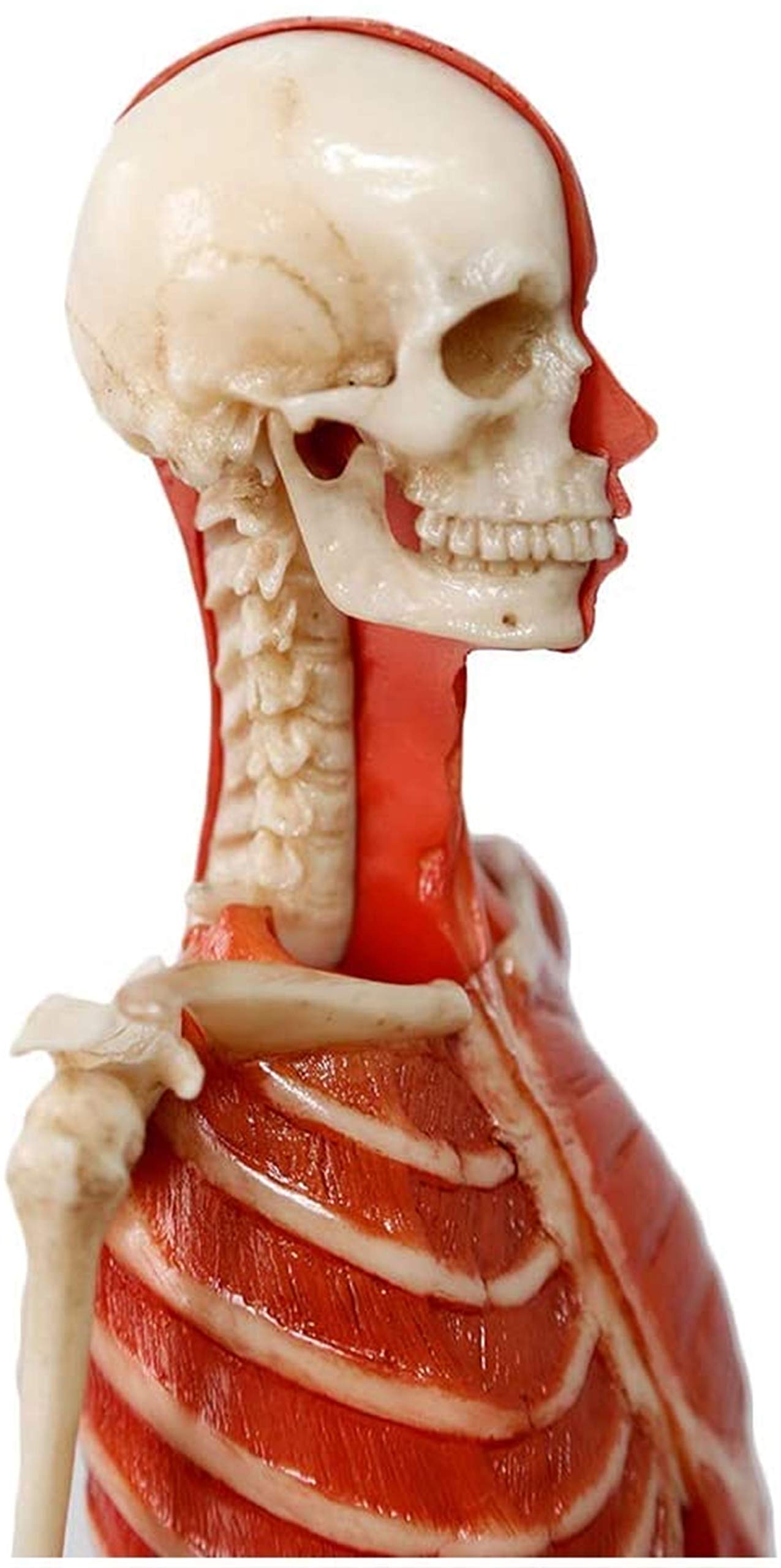 Manekin do rysowania anatomii człowieka - 23 cale / 60 cm Rysunek anatomii kobiety - Model anatomiczny szkieletu mięśni człowieka Odniesienie do szkoły artystycznej Studium i nauczanie