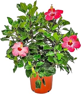 Hibiscus Bush Plant - Painted Lady Pink Flowers - Overall Height 26