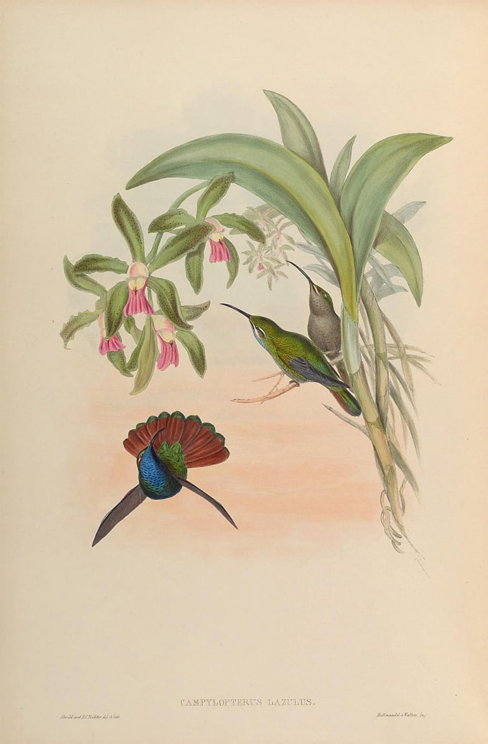 POSTERIIk Vintage Print Pop Art Landscape Artwork Animal Bird Campylopterus Lazulus Campylopterus Falcatus by John Gould Art Prints for Office Home Decor 60x90cm