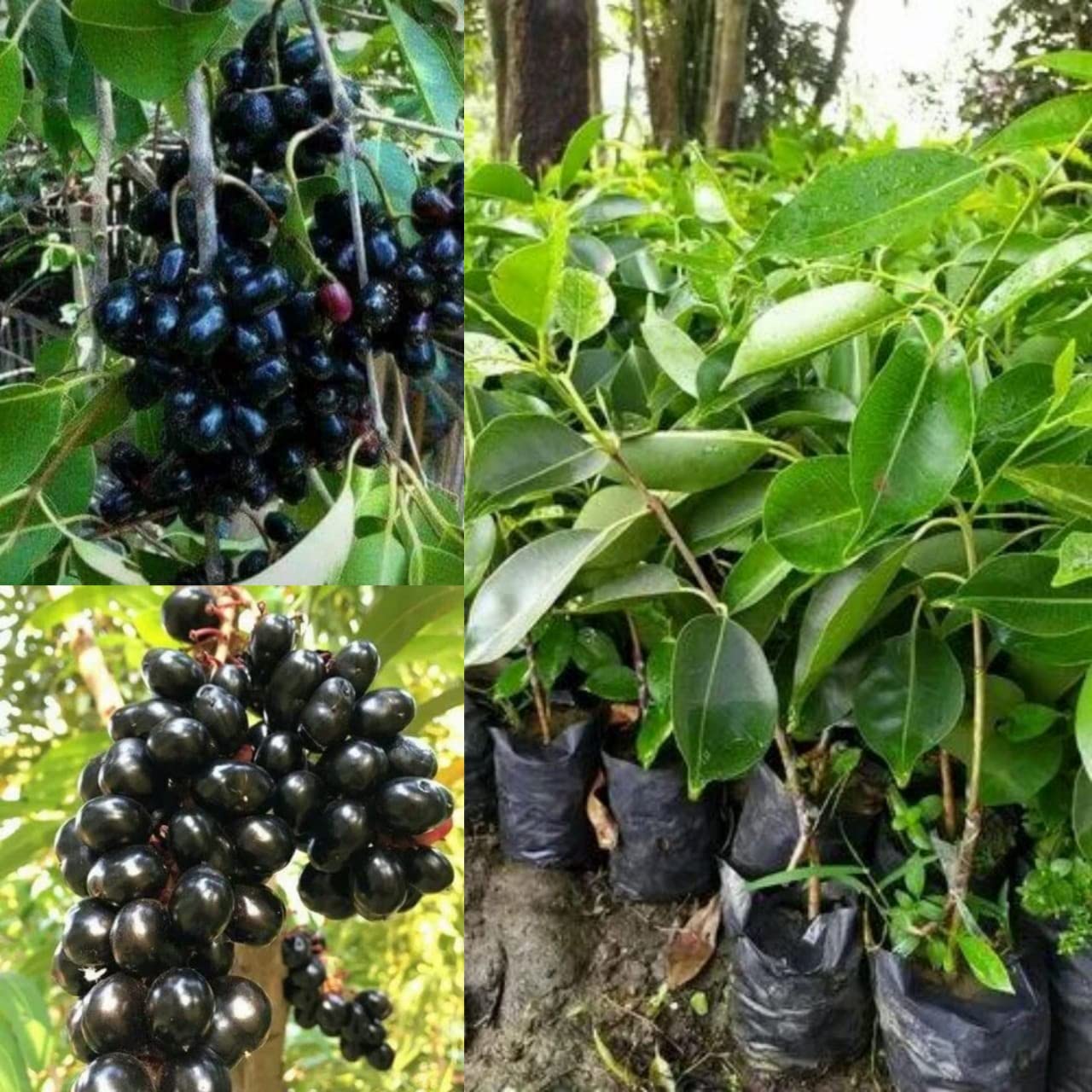 Natura GreenHouse Black jamun plant live grafted Thai Black Jamun ...