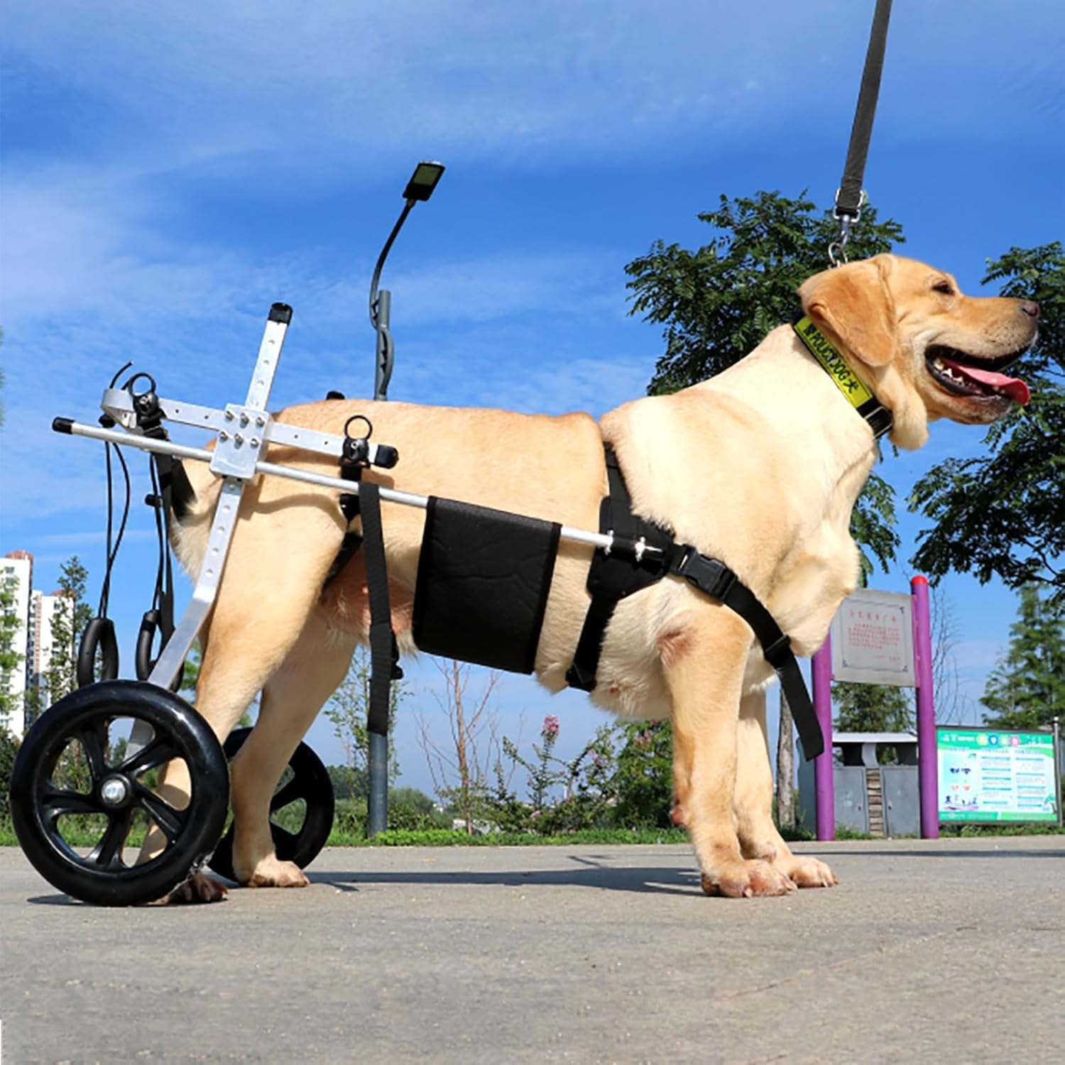 Silla de ruedas para perros medianos y grandes: soporte de patas traseras XL