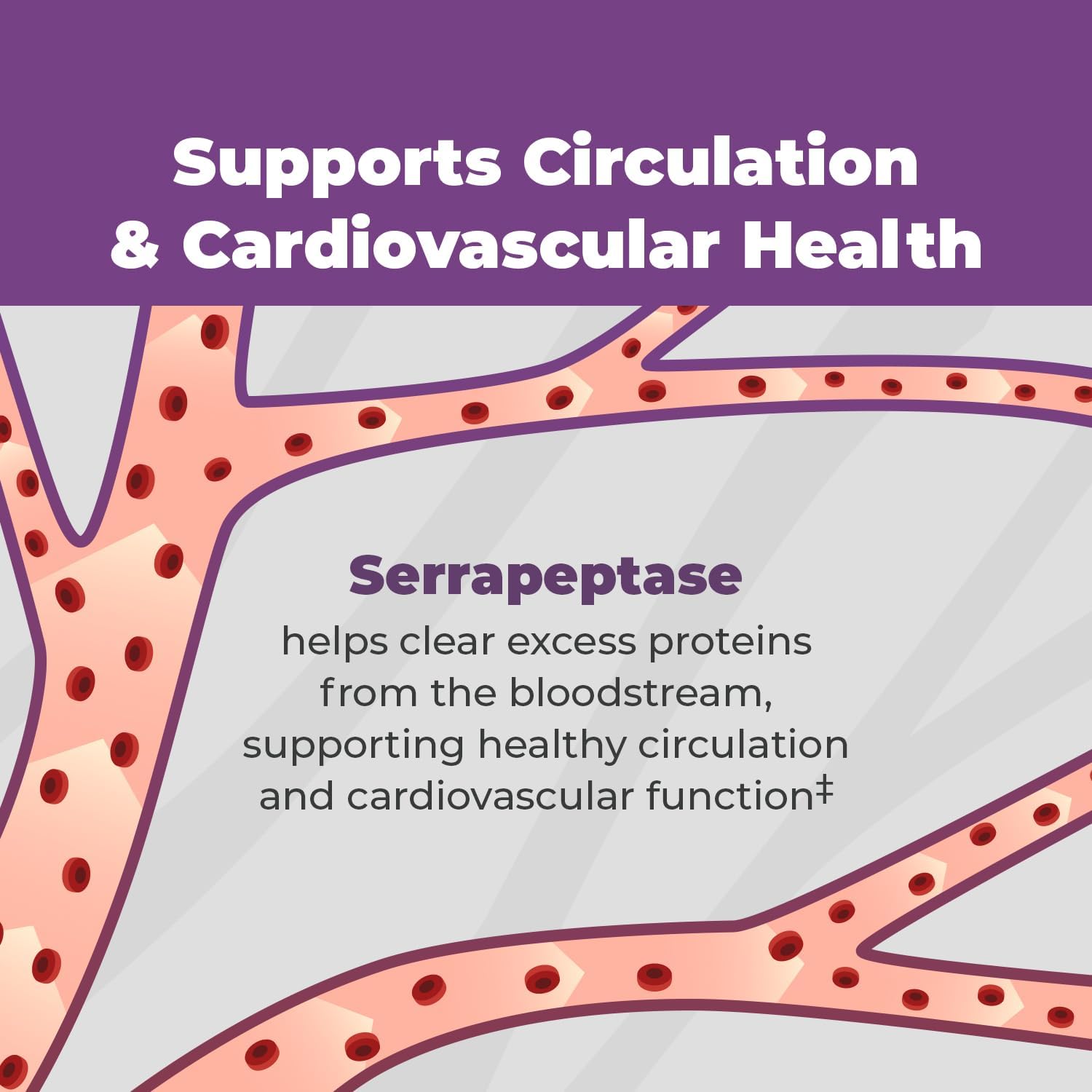 Balance ONE Biofilm Disruptor – Proteolytic Enzymes & Defense Supplement with Serrapeptase & Nattokinase – Systemic & Digestive Support – 60 Capsules, 2 Month Supply – for Women & Men – SerraDefend - Image 4