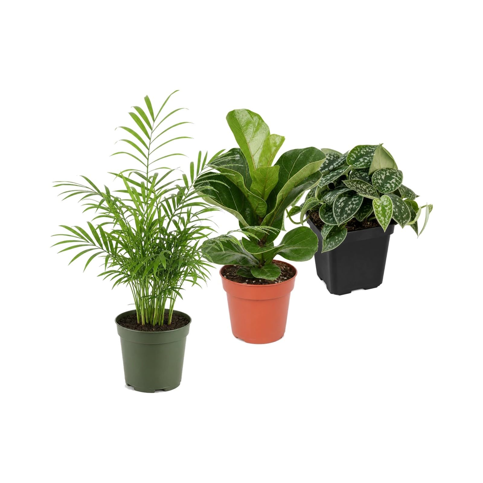 Pack 3 Plantas de Interior DECOALIVE: Exposición Botánica Interior