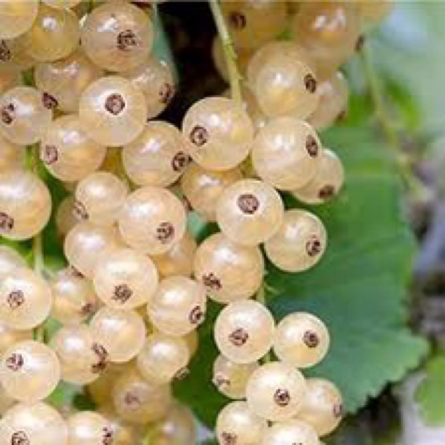 4-8” Tall “Blanca” White Currant Rooted Plant dormant