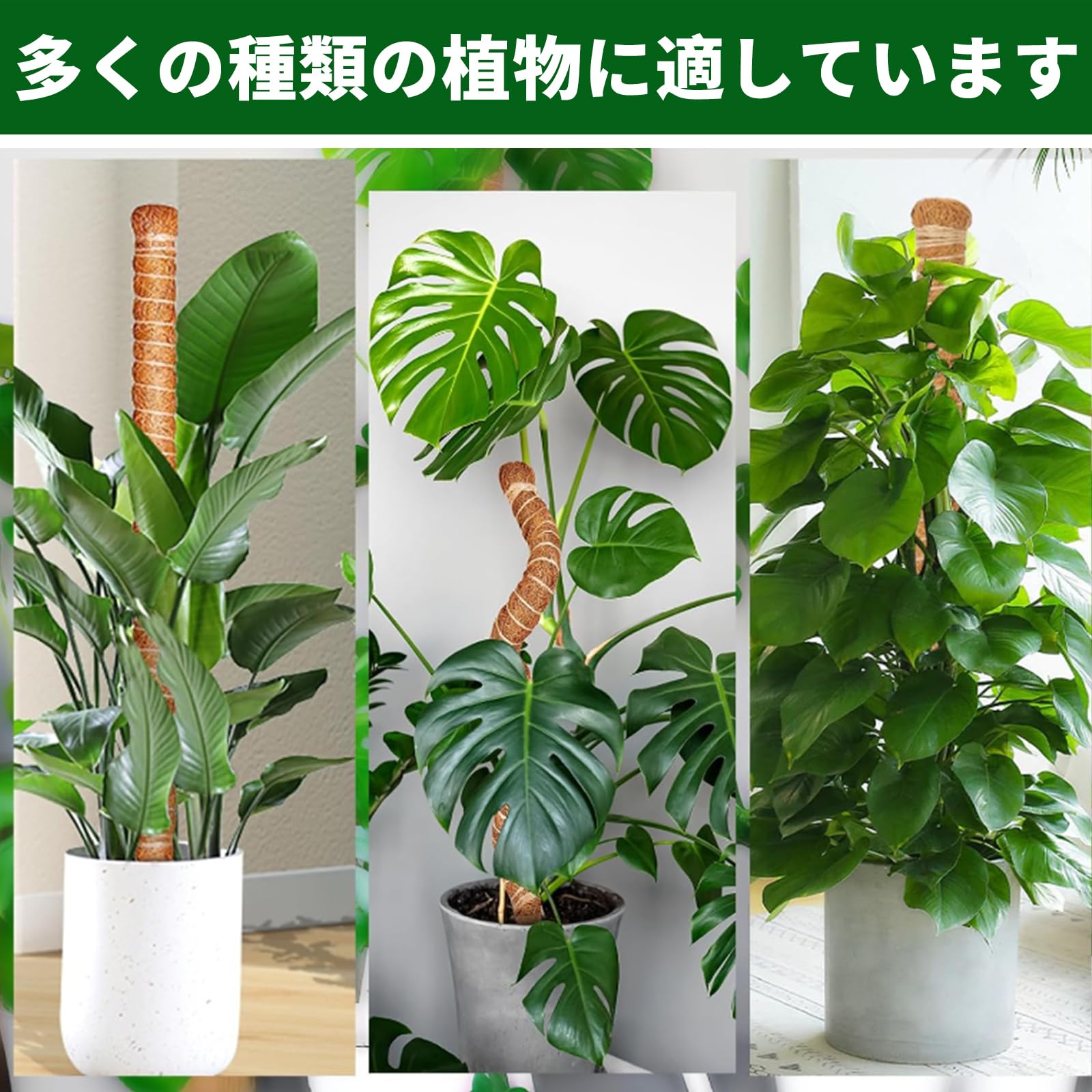 Amazon | 観葉支柱 モンステラ 支柱 園芸 ヘゴ支柱 2本セット 植物