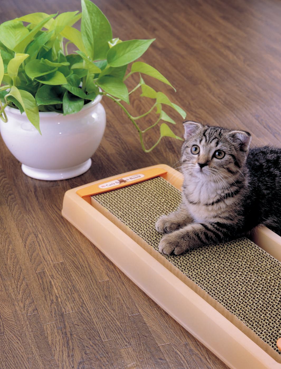 Amazon | アイリスオーヤマ ネコの爪とぎ 3個パック | アイリス