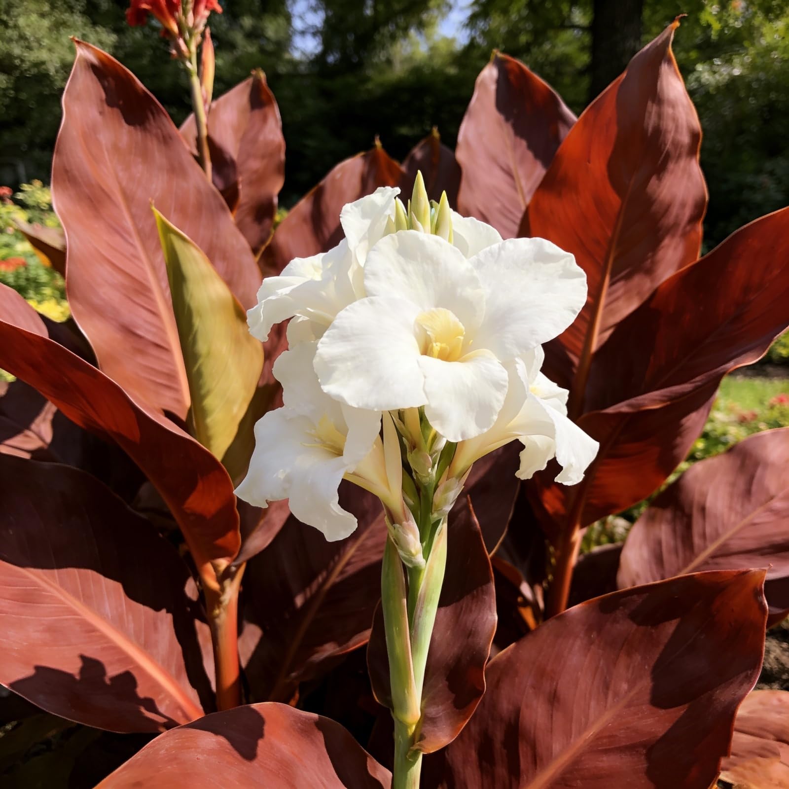 Rare Canna Lily for Planting UK, Hardy Perennial, Excellent Display, Mix Greening Flower, Natural Organic, Wedding, Balcony Garden-4 Bulbs-I