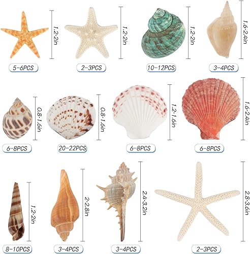 Miniatura 2 de Jangostor Conchas marinas mixtas de océano, 1.2 a 3.5 pulgadas, varios tamaños, conchas de playa y estrellas de mar naturales para rellenos de