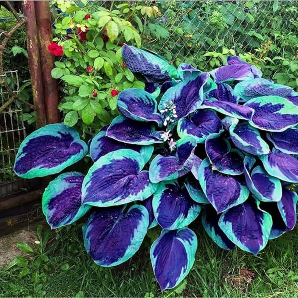Mixrug 285+ Hostas Seeds Dark Blue for Planting-Hostas Seeds Blue Perennials- Rare Hosta Seed Midnight Blue Plants Non-GMO Heirloom for Outside Garden Home — view 6