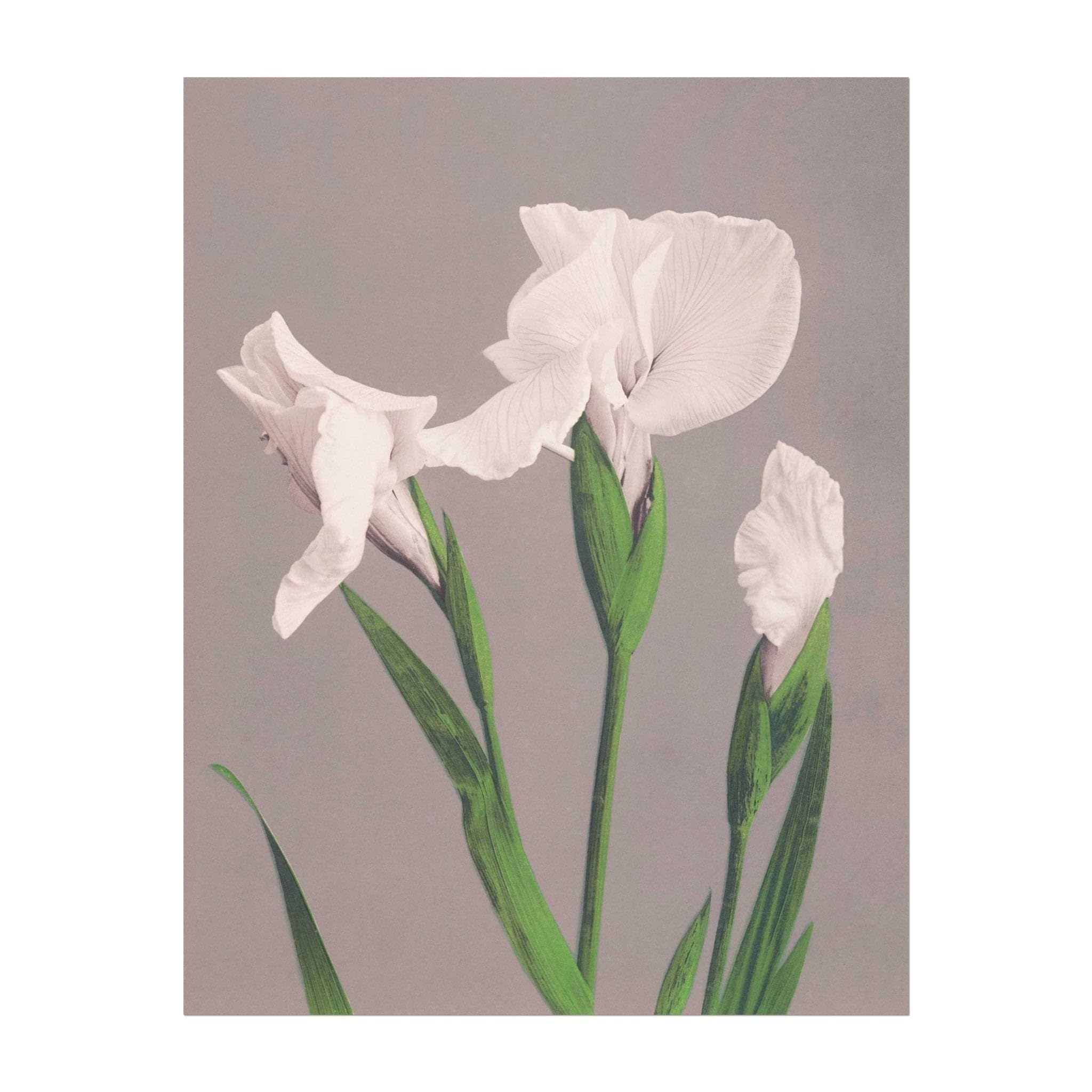 Pathos StudioOGAWA KAZUMASA - White Irises (Giclée Art Print) 8.3" x 11.7" [A4]