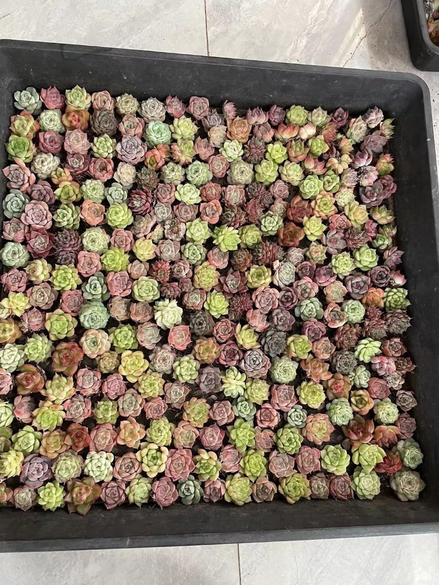 Amazon.co.jp: 多肉植物 エケベリア 超美苗 1苗1-2cm 200苗 : おもちゃ