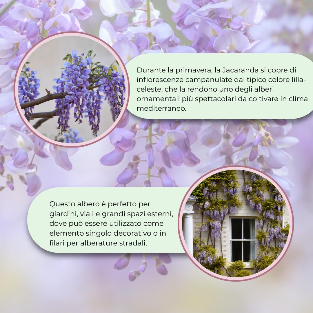 Jacaranda mimosifolia – Albero Glicine Ornamentale in Vaso18 cm, H 130 cm – Pianta da Esterno a Crescita Rapida con Fiori Lilla, Ideale per Giardini, Viali e Alberature