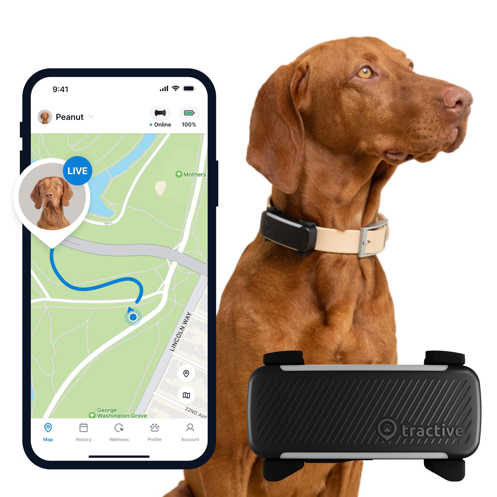Pet Gps Trackers Tractive Tracker On Small Dog Tractive GPS Dog