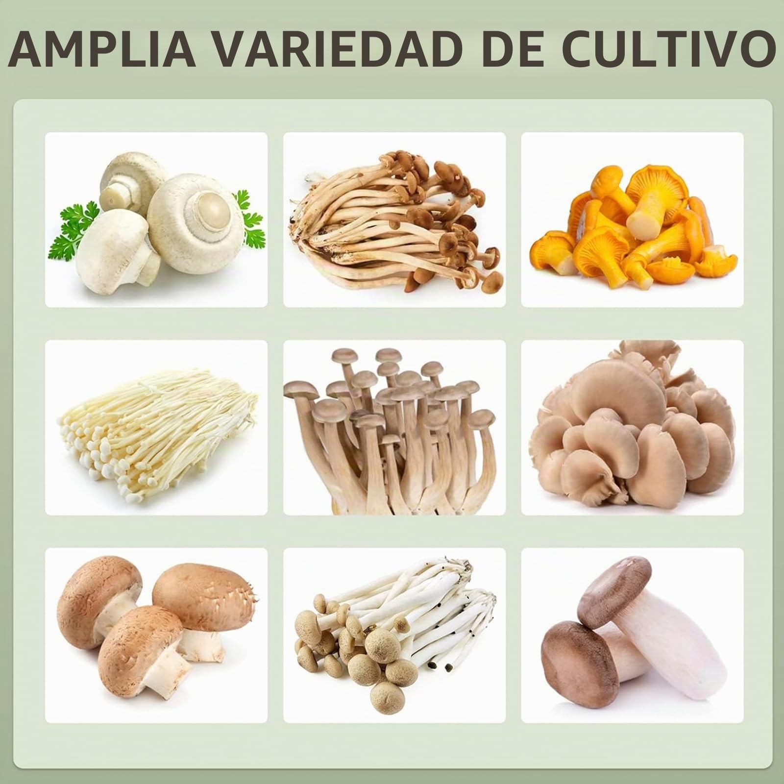 Set de Cultivo de Setas, Kit de Hongos Con Indicador de Temperatura y Humedad, Caja Inteligente