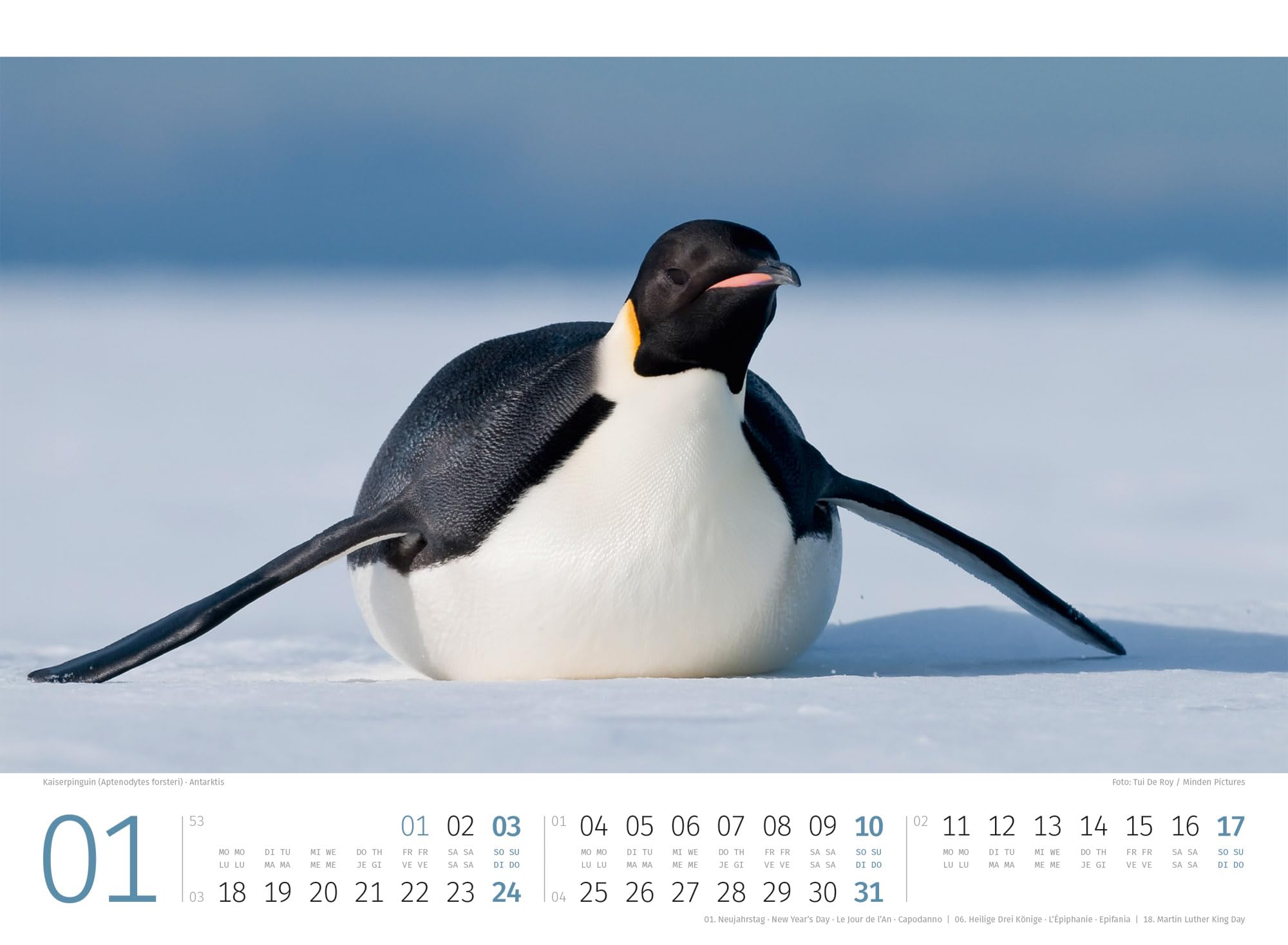 Pinguine Kalender 2027: Hochwertiger Vogel-Kalender im Querformat (45x33 cm) | Tiere in der Antarktis