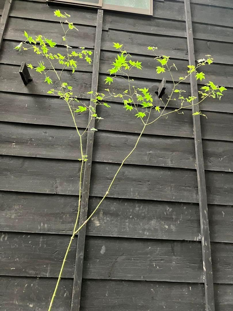 20 山採り ヤマモミジ