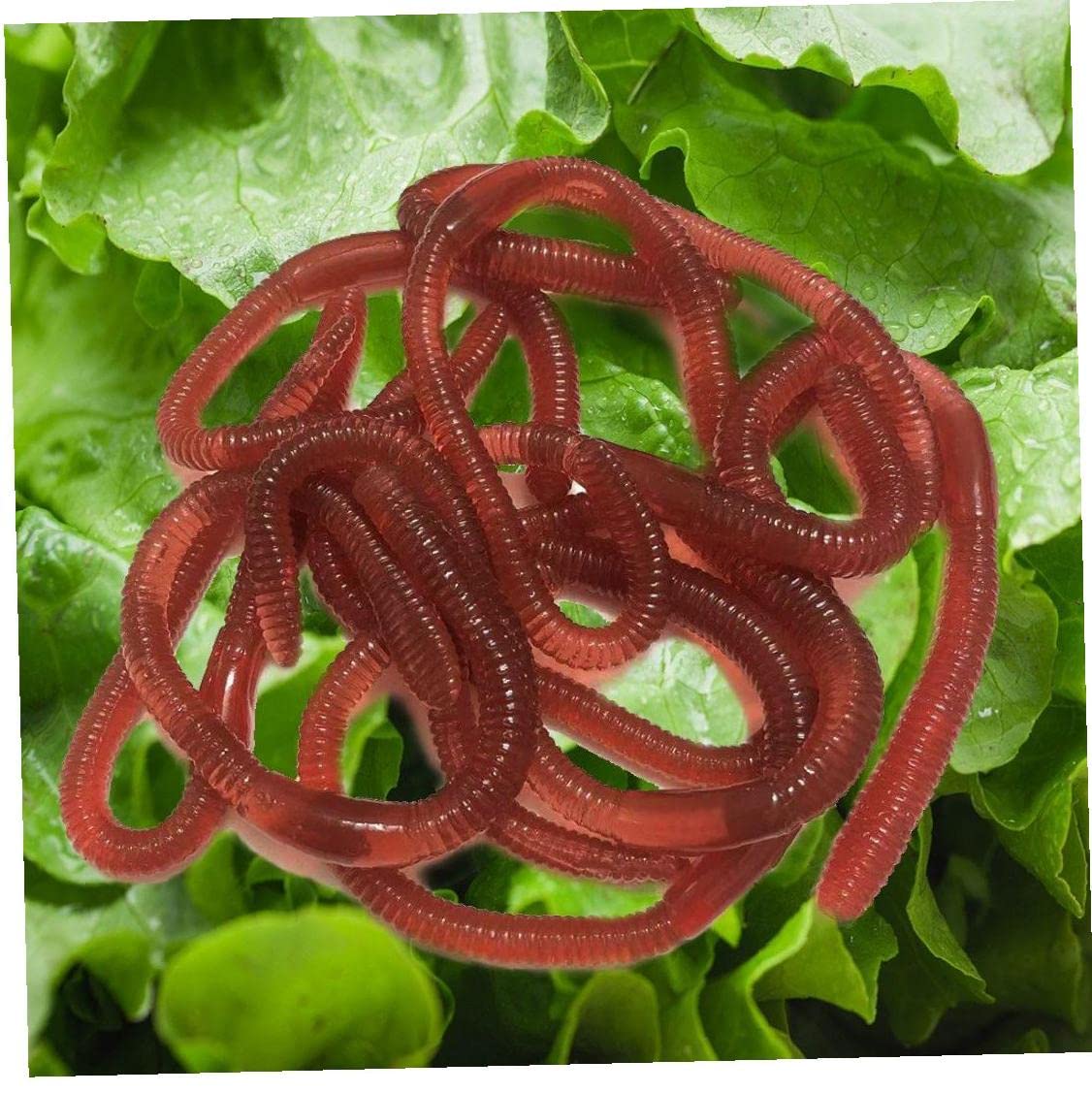 Amazon.co.jp: 人工ミミズ 本物そっくり 柔らかい 昆虫