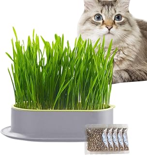 Kit de cultivo de plantas – Kit de cultivo de bandeja de propagação – Kit de germinação fácil de configurar para produção orgânica de brotos de trigo Microgreens Honeybug