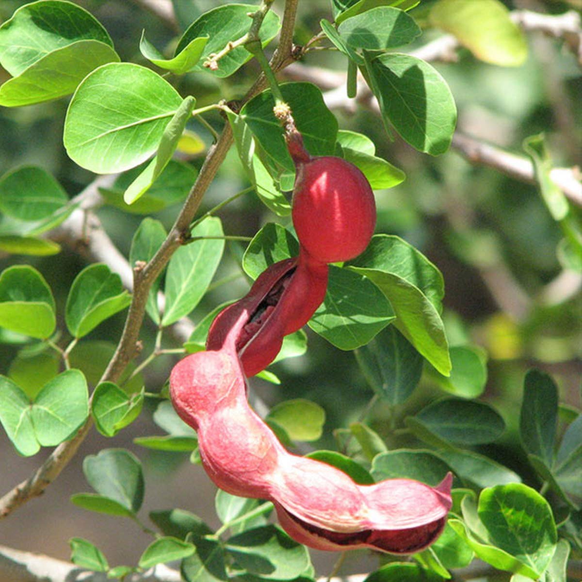 See full amazon price history chart for ADITYA GREEN PLANTS AGP Jungle Jalebi Manila Tamarind Madras Thorn Pithecellobium Dulce Fruit Tree (1 Live Plant in poly bag) ADITYA GREEN PLANTS AGP Jungle Jalebi Manila Tamarind Madras Thorn Pithecellobium Dulce Fruit Tree (1 Live Plant in poly bag) (B09NFNQWKQ) Amazon Price History, Amazon Price Tracker