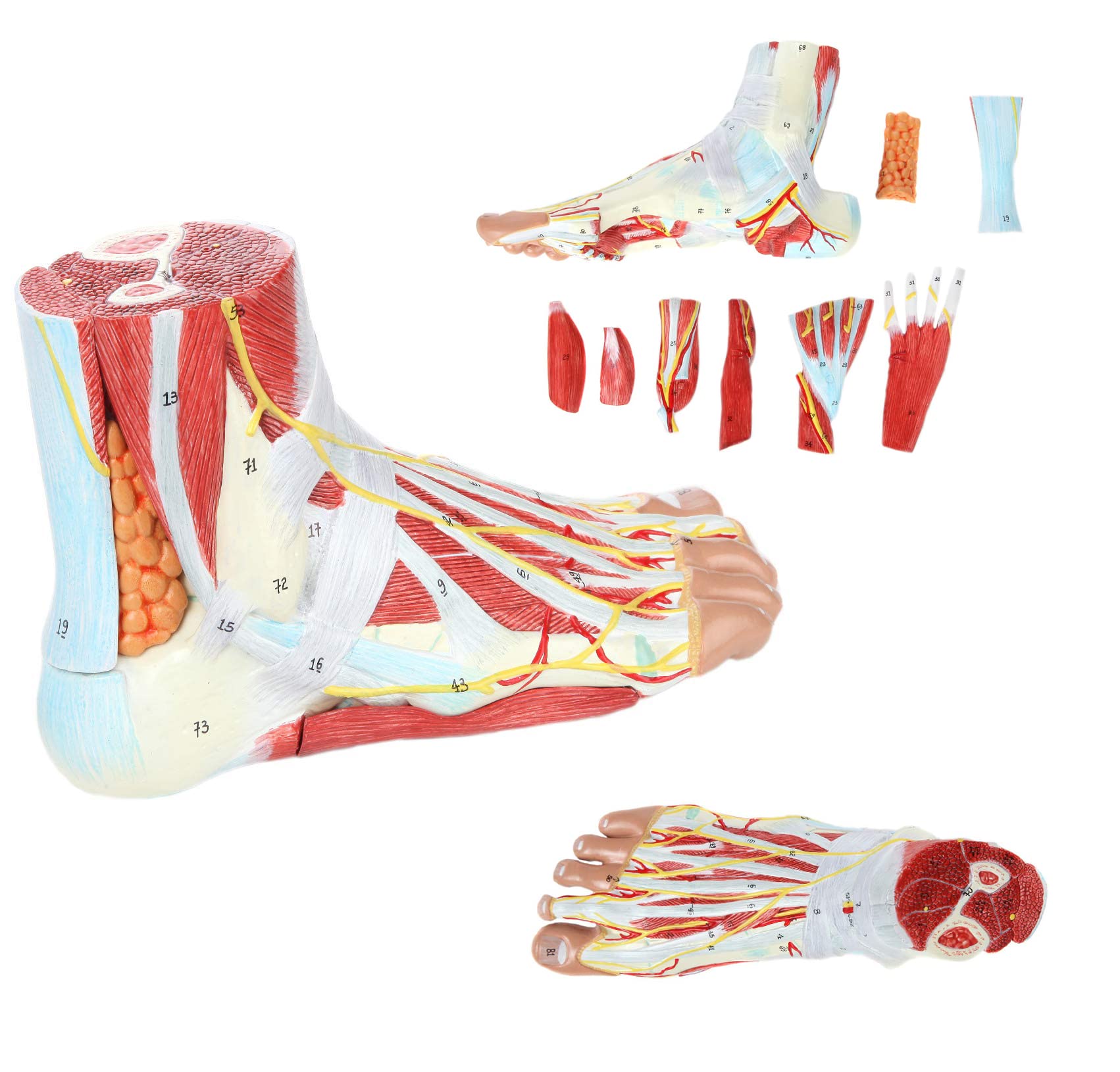 Anatomía Del Interior Del Pie Músculos Del Pie: Orígenes,