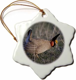 3dRose orn_84538_1 Lesser Prairie-Chicken Bird, Panhandle, Texas-Na02 Rnu0664-Rolf Nussbaumer-Snowflake Ornament, 3-Inch, Porcelain
