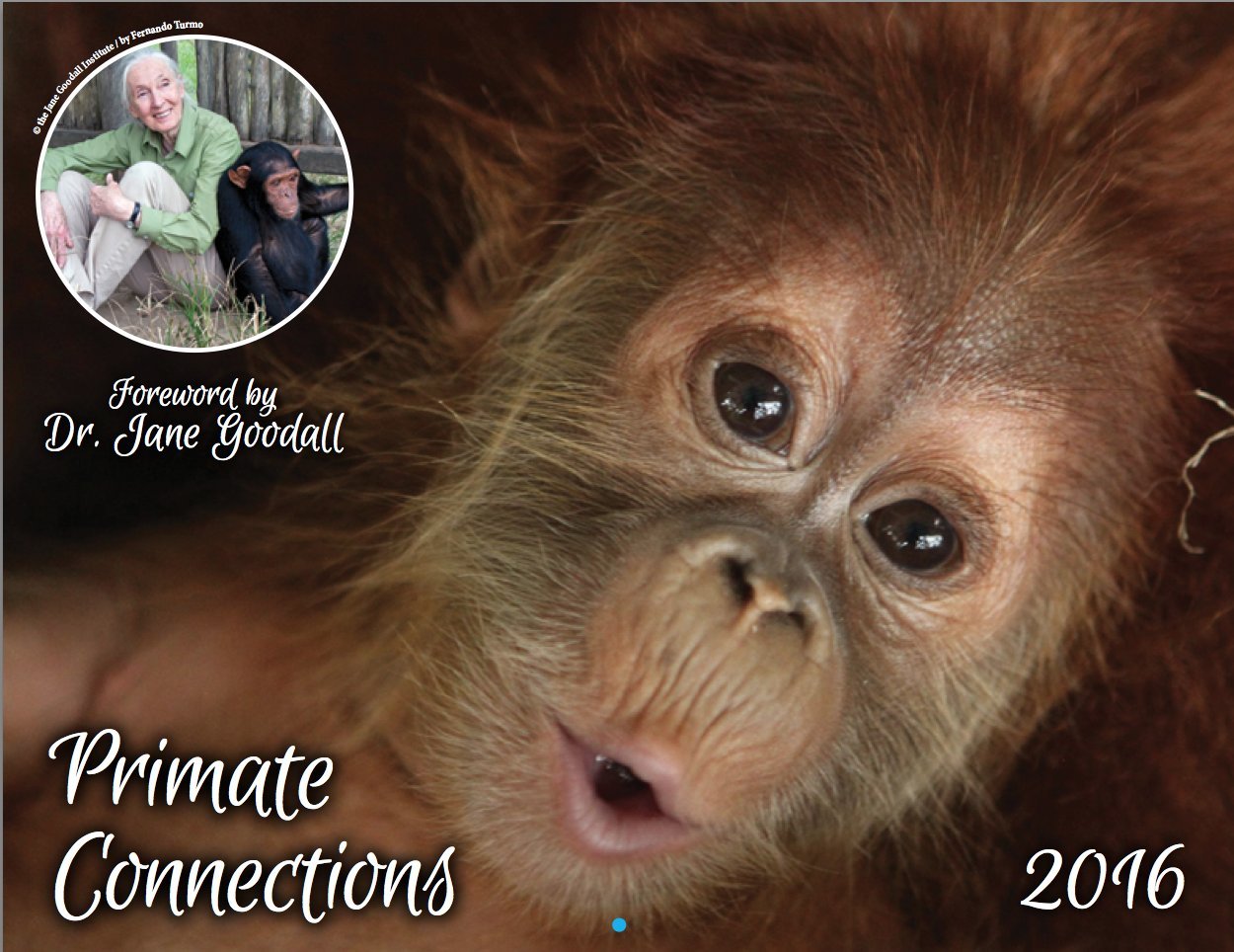 amazon-com-2016-calendar-primate-connections-monkey-calendar-with-holidays-11-x-8-5-large-office-products