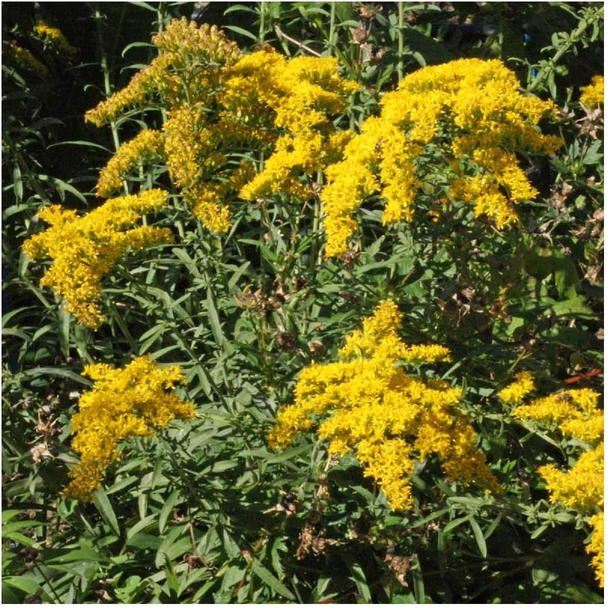 Everwilde Farms - 1 Oz Old Field Goldenrod Native Wildflower Seeds - Gold Vault