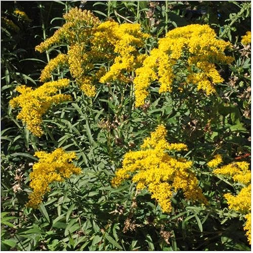 Miniatura 6 de Everwilde Farms - 2000 Semillas de flores silvestres nativas Old Field Goldenrod - Paquete de semillas de bóveda dorada