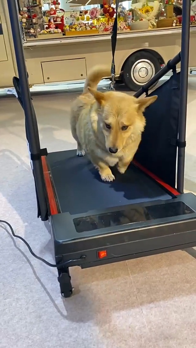 Amazon.co.jp: ペット用 ランニングマシン 設計 最大100kg耐荷重 省