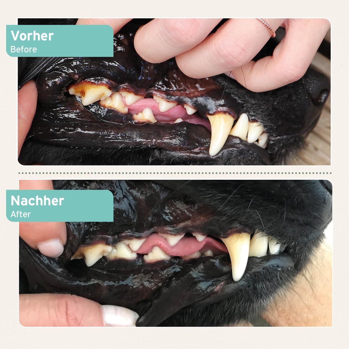AniForte Denta Clean & Care Zahnpflege Pulver für Hunde & Katzen 300g – effektive & natürliche Zahnreinigung, gegen Mundgeruch, Zahnsteinentferner für Mundhygiene