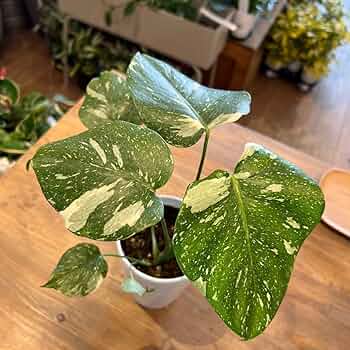 サンアイ様　蘇鉄　モンステラ 17 サンアイ様 蘇鉄 モンステラ 17 観葉植物