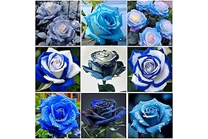 800+ Mix Blue Rose Seeds for Planting Outdoors