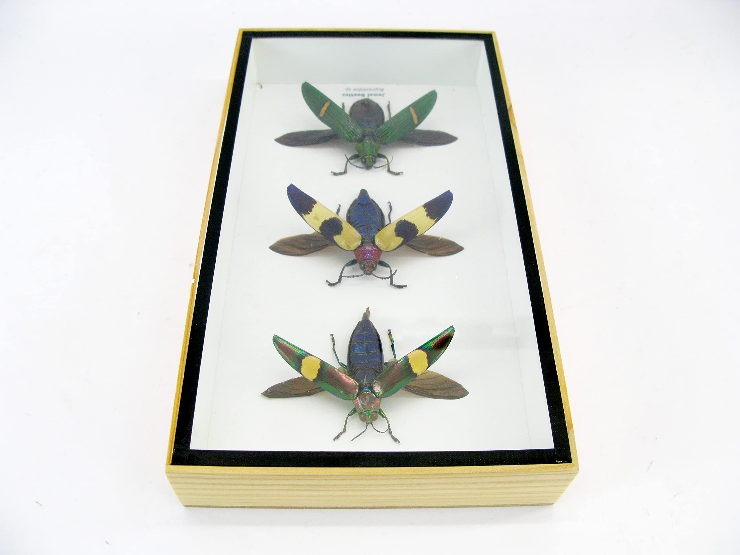 Vero e bellissimo insetti in una vetrina 3D, decorazione da parete incorniciata, taxidermia - Entomologia - (3 x Jewel Beetles aperti - Buprestiadae sp.)