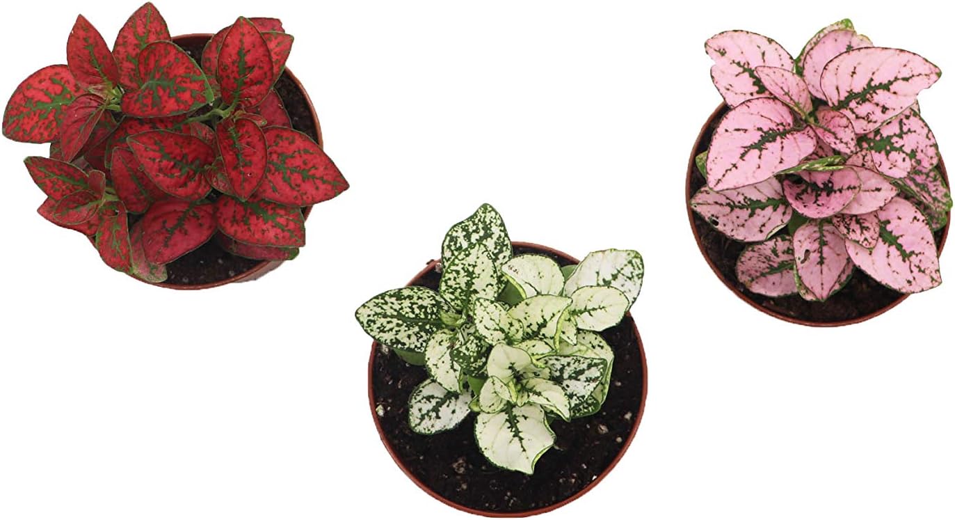 Assorted Polka Dot Combo - 3'' from California Tropicals