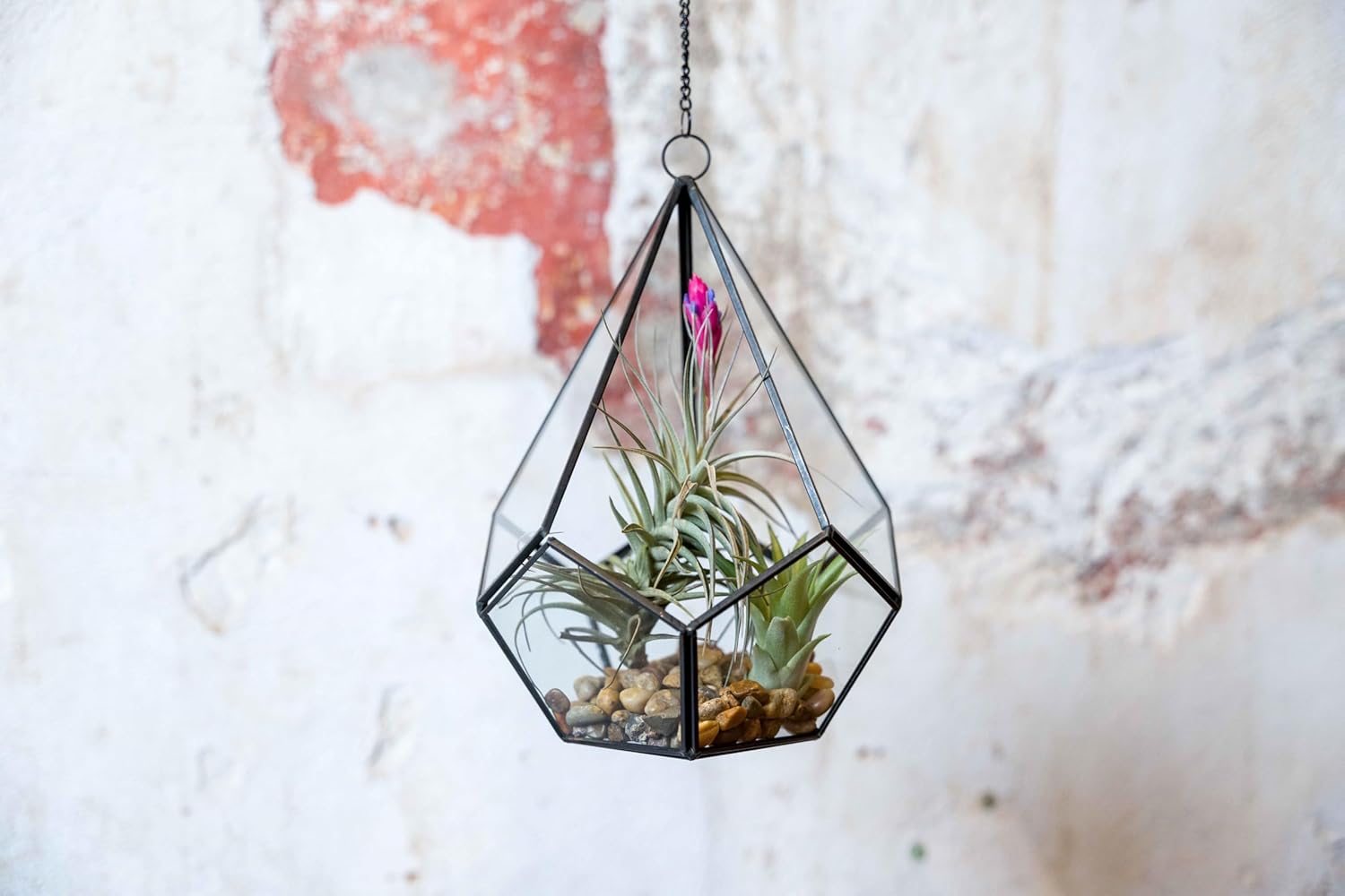 Air Plant Shop Glass Diamond Terrarium - Live Succulent House Plants - Home and Garden Decor - Easy Care Indoor and Outdoor Plants