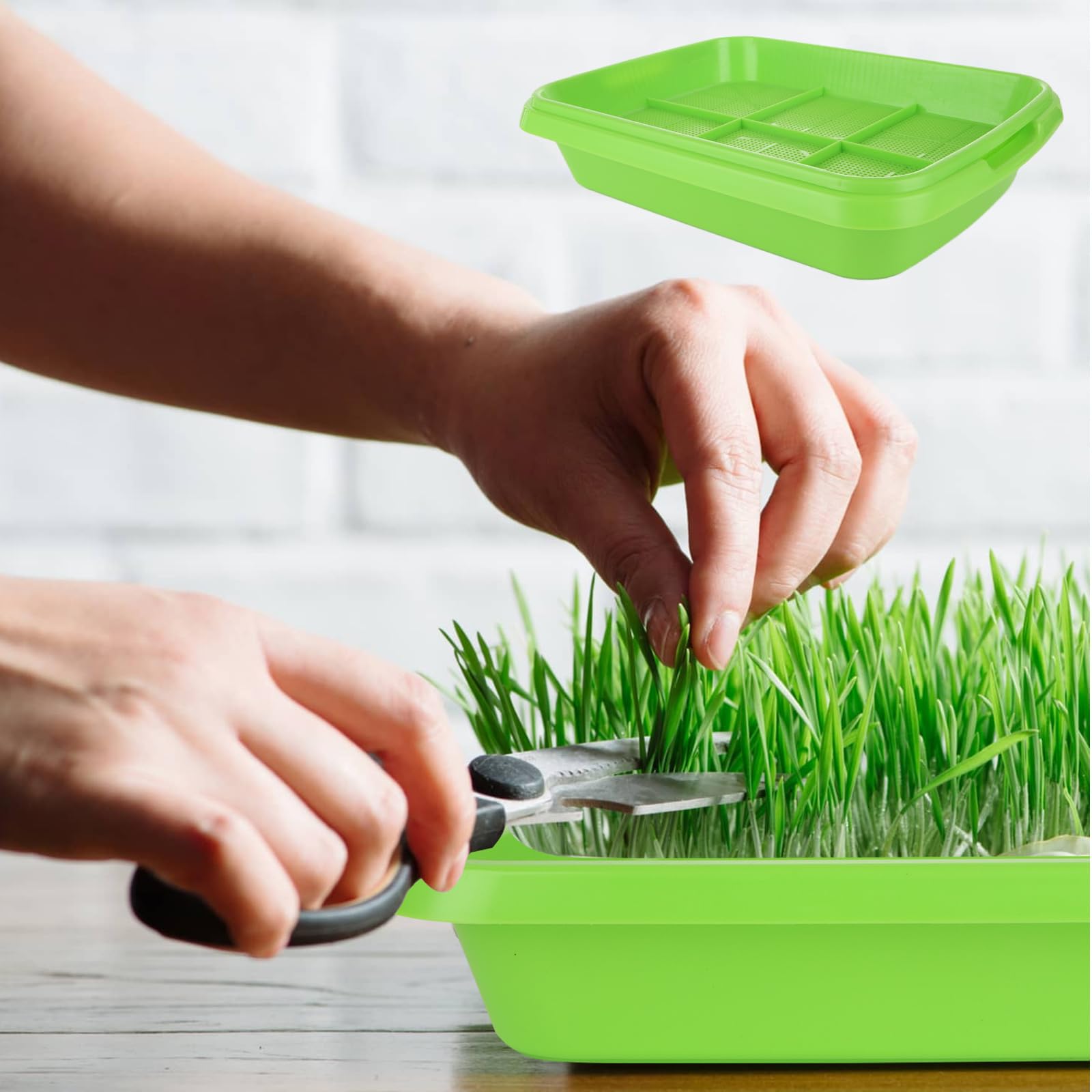 Serra Per Semenzaio Kit Germinazione Semi - 3 Ciotole Con Coperchio, 10 Carte Germinale, Per Erba Di Grano E Altri Plateau Per Semina - 4