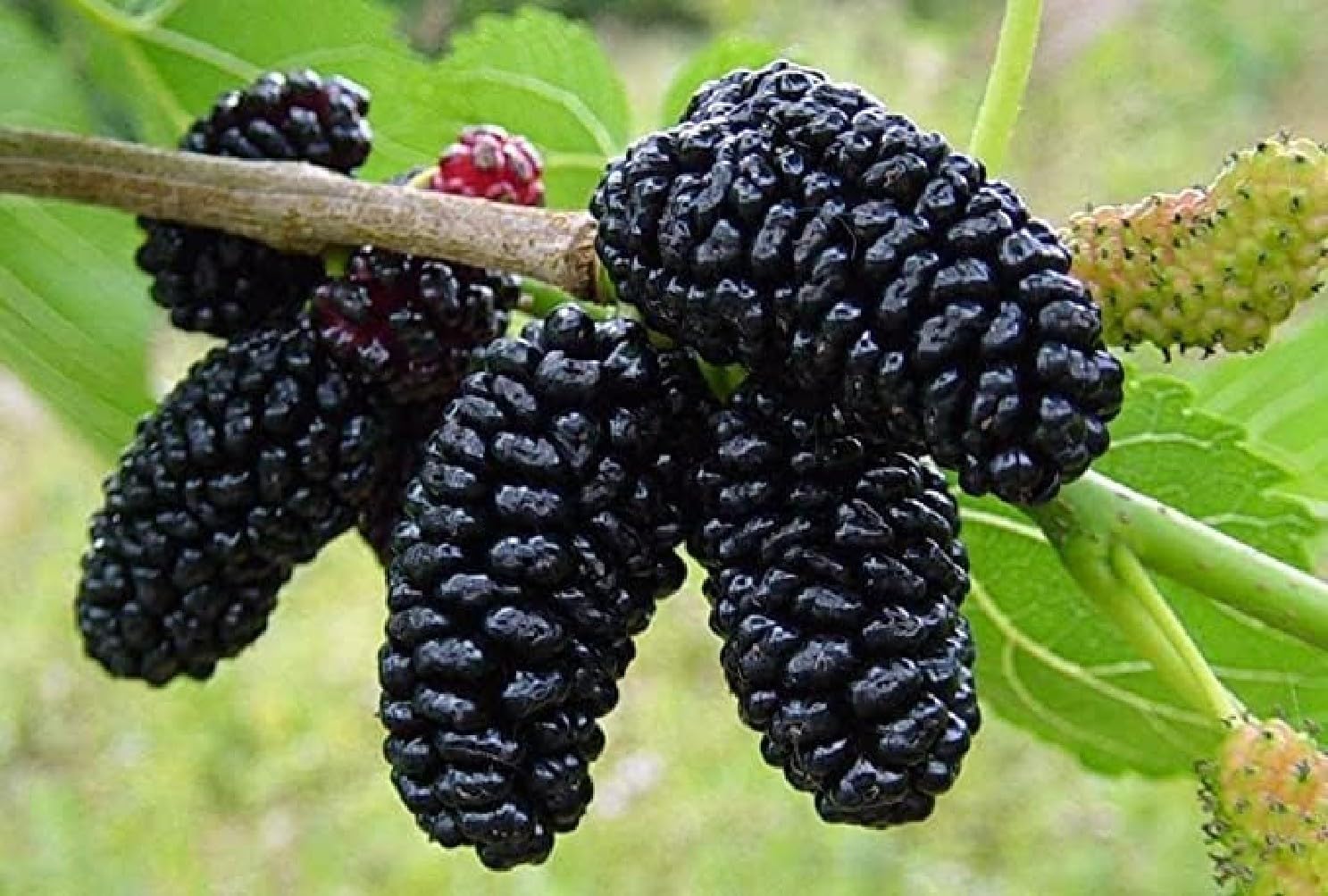 Raj Collection Rare Exotic All Time Mulberry (Air Layered) Hybrid Live Plant, Black & Red Color "Special Variety" All Season (Size- 1.5 to 2 Feet, Pack of 2)