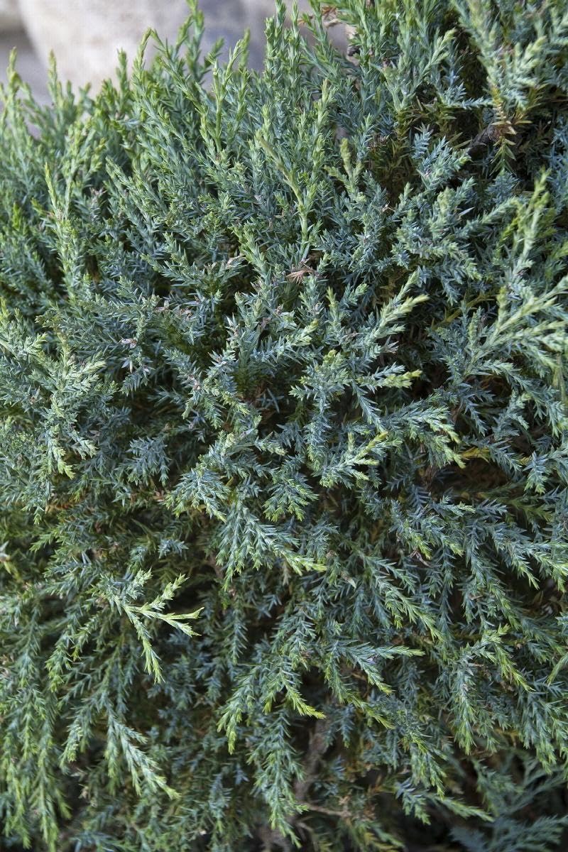Medora Juniper | 1 Live Gallon Size Plants | Perfect for Year-Round Landscaping, Privacy Screening, and Low Water Environments, Drought-Tolerant