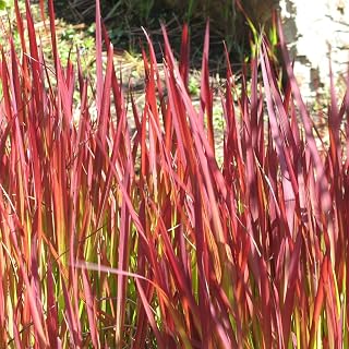 Ornamental Grass for Outdoors, Low Maintenance & Easy to Grow Producing Red Foliage and a Long Season of Interest, 1 x Imperata Red Baron (Japanese Blood Grass) Plant in 9cm Pot by Thompson & Morgan