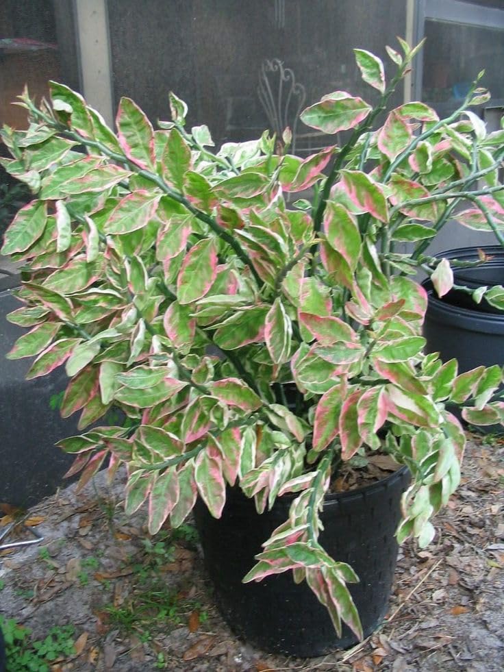 Live Peperomia Plant, Variegated Green and White Leaves, Indoor Potted Houseplant pack of 1-image-12