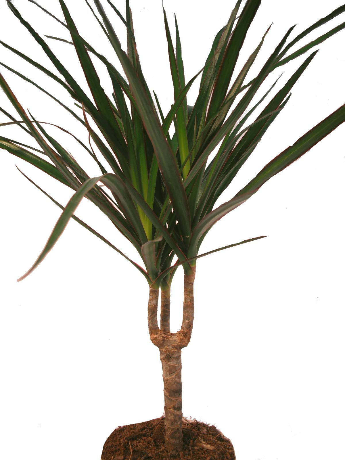 Drachenbaum - Dracaena marginata - 1 Pflanze - pflegeleichte Zimmerpflanze  - Palme : Amazon.de: Garten