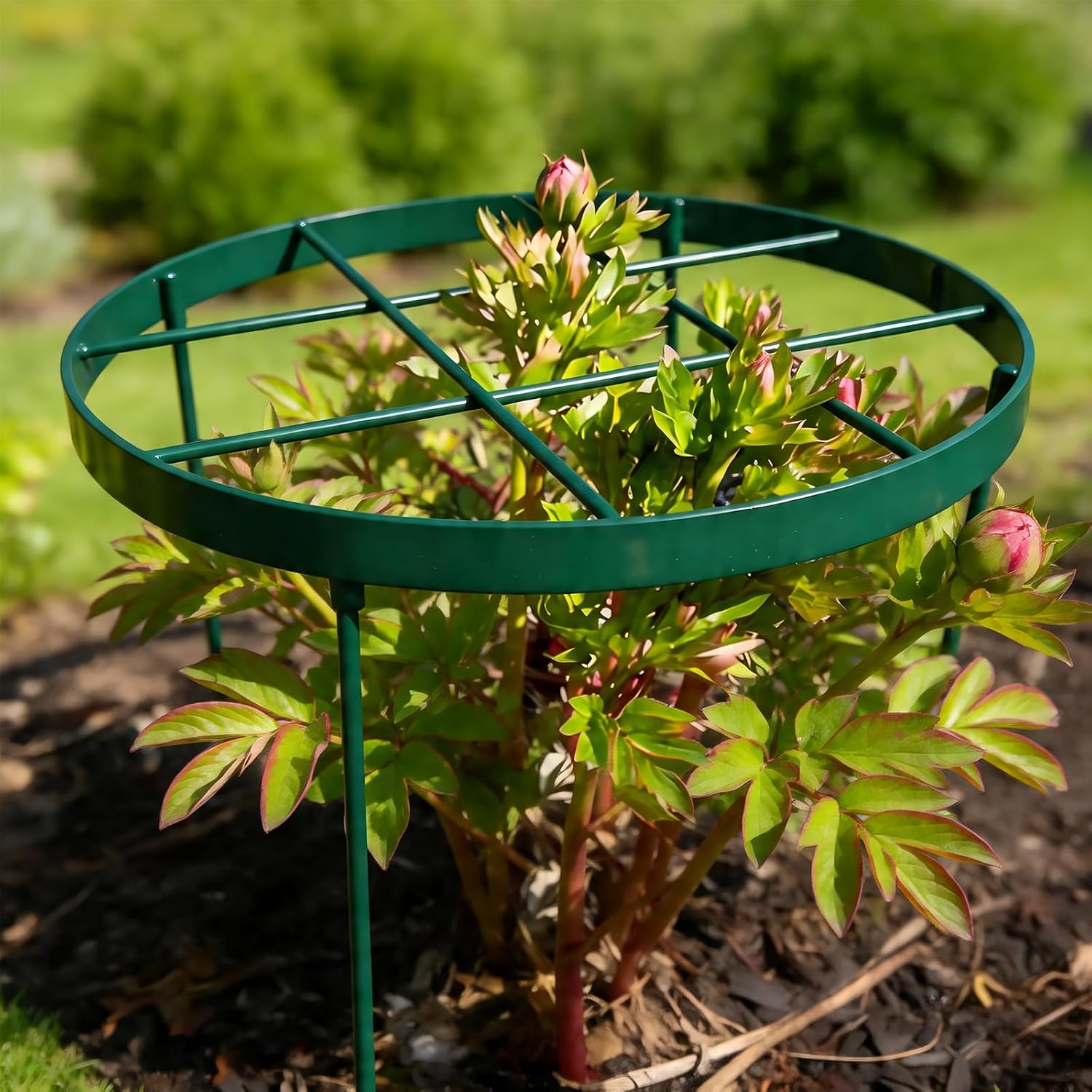 23.6" Plant Supports for Peonies - Metal Brace for Tall Plants image 5