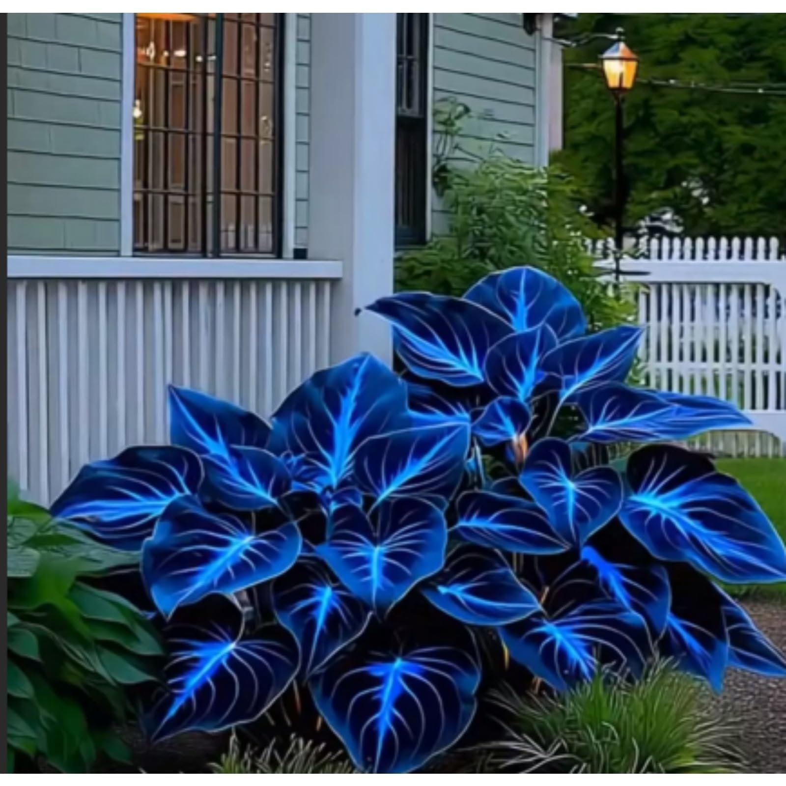 Midnight Blue Hosta Bulbs Live, Excellent Display, Perennial, Easy Plant, Wedding Ornamental Flowers, Garden Bulbs, Hosta Plants for Sale,-4bulbs-f
