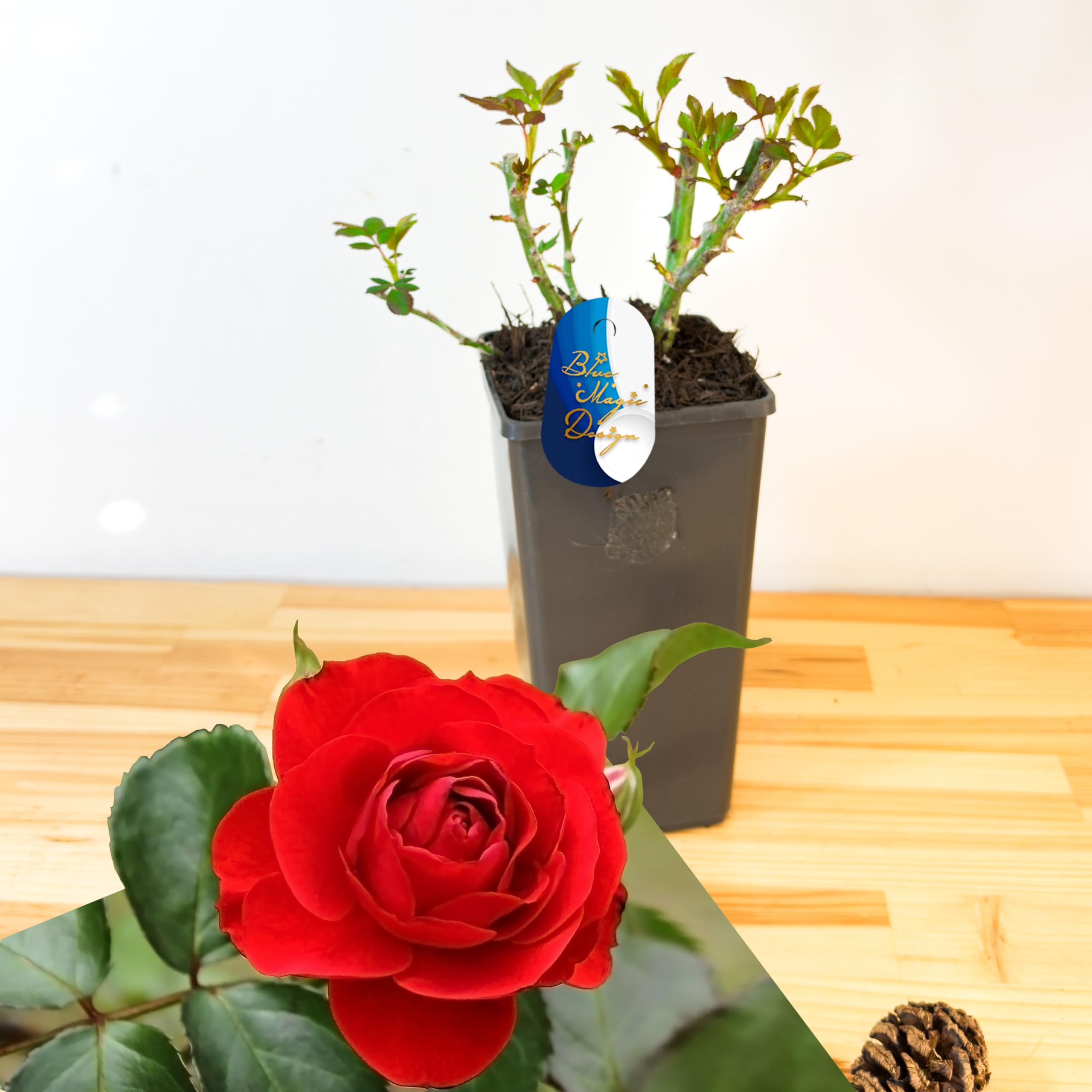 Mature Plant Fragrant Red Shrub Rose 'Minha' in 2L Pot: Well-Developed Roots, Ideal for Garden Borders and Hedging — image 1