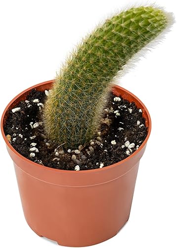 Plantas de cactus raras, cactus de cola de mono de 4 pulgadas, plantas suculentas vivas totalmente enraizadas en macetas de cultivo, planta de casa