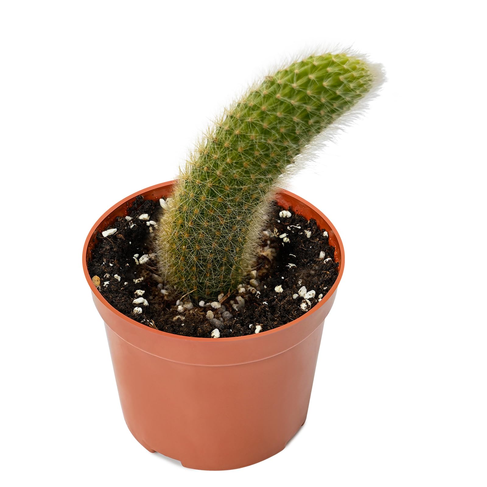 The Next Gardener Monkey Tail Cactus