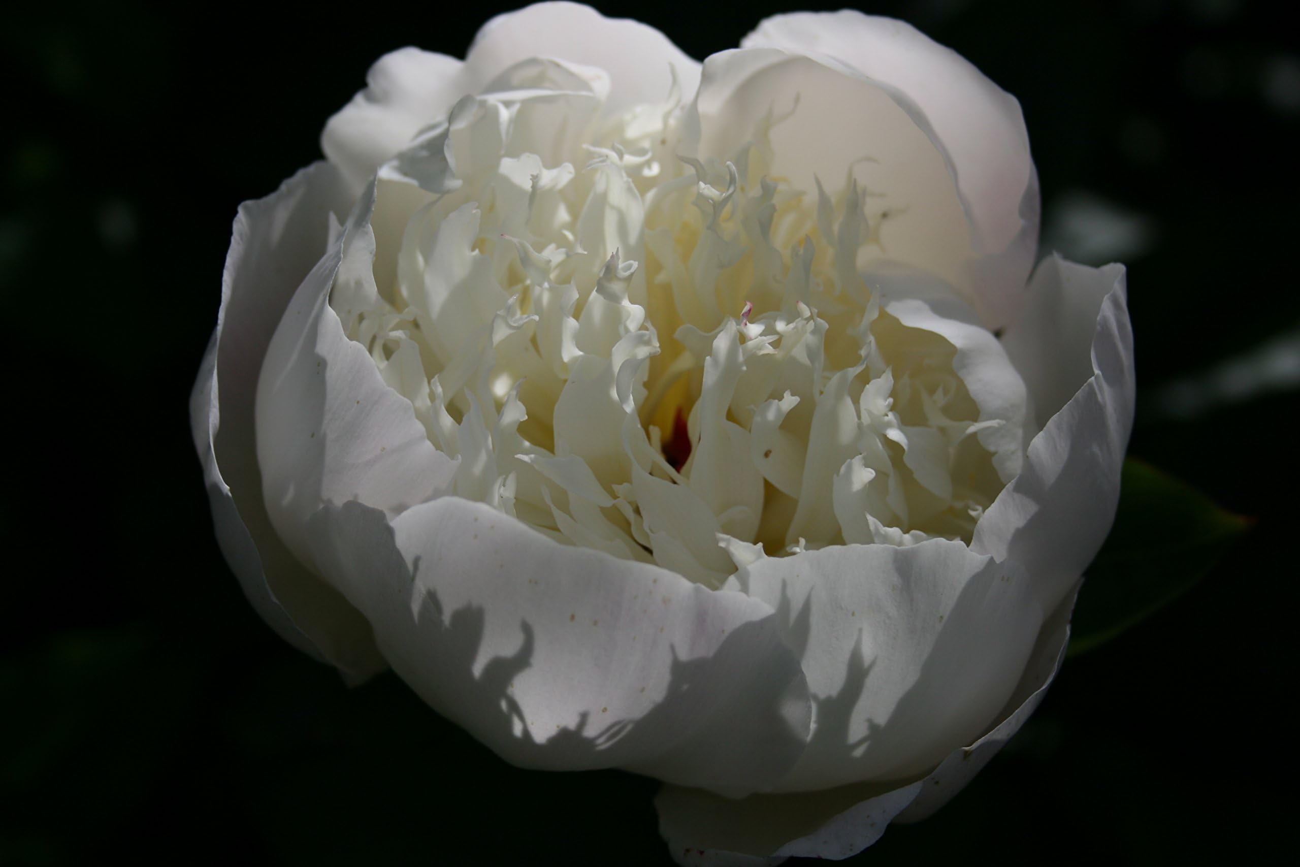 Paeonia lactiflora 'Immaculée' - aka white peony rose - a garden tested hardy perennial plant